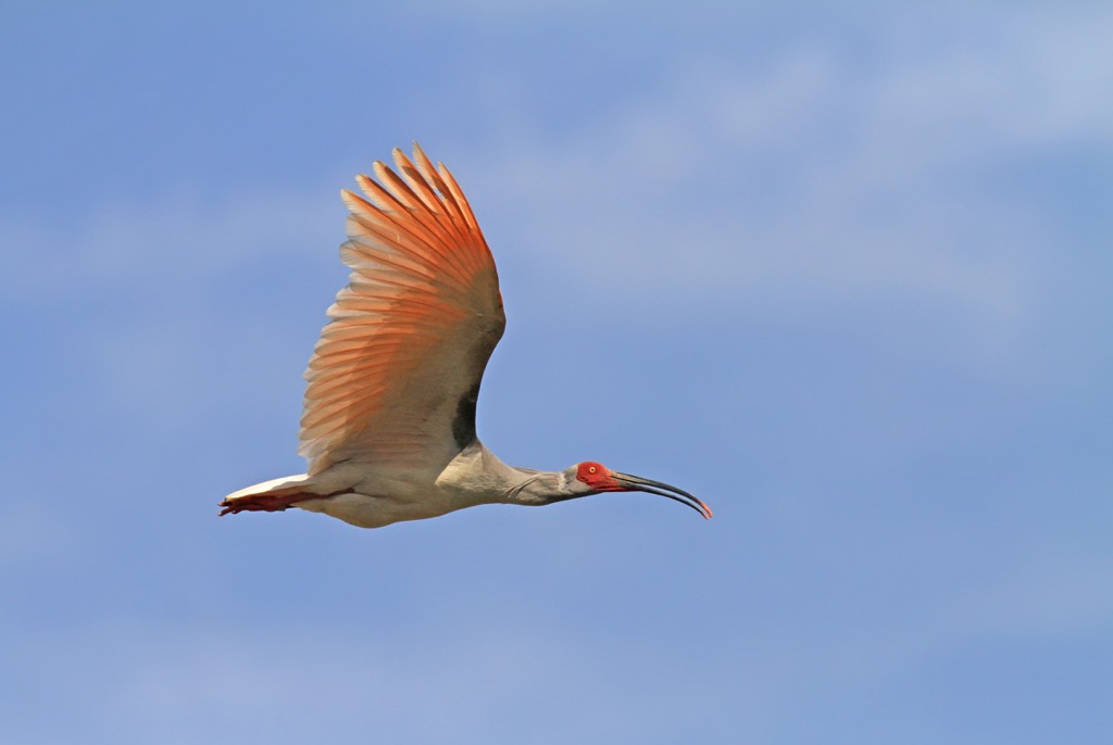 Wild Japanese Crested ibis,  Qinling Mountains, China