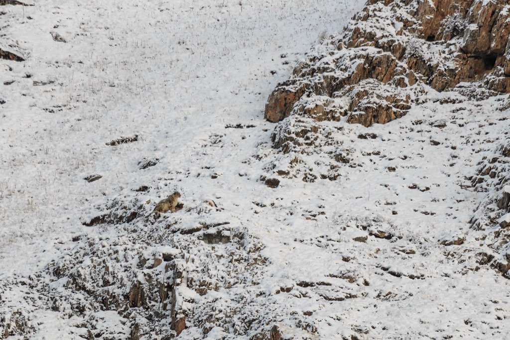 A snow leopard traverses a Tibetan mountainside well above the alpine zone. Due to threats including poaching, habitat loss, and climate change, only 4,000 - 6,000 snow leopards remain in the wild. Qomolangma National Nature Preserve