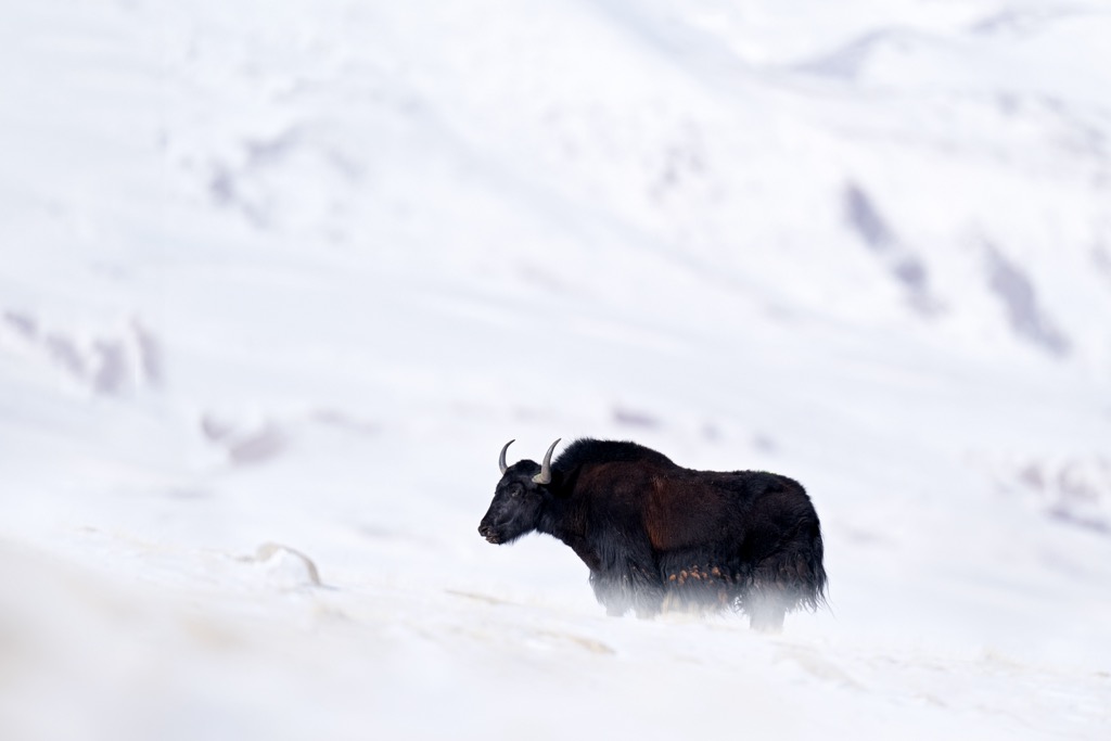 The wild yak (Bos mutus) once roamed a vast territory around the Tibetan Plateau. While their range extended well south of the Himalayas into Nepal and Tibet, they are now limited to a relatively small portion of northern Tibet. However, some scattered herds remain in the foothills of the Himalayas. The species is listed as vulnerable by the IUCN. Its domestic cousin, Bos grunniens, is common. Qomolangma National Nature Preserve