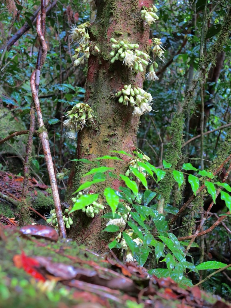 Epiphytes! Photo: Anna Lochhead