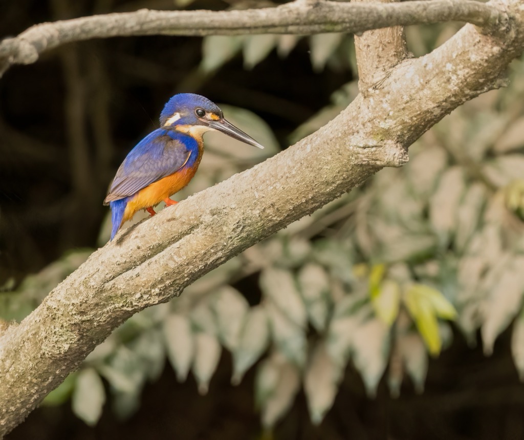 An Azure Kingfisher in the Daintree Rainforest. Queensland