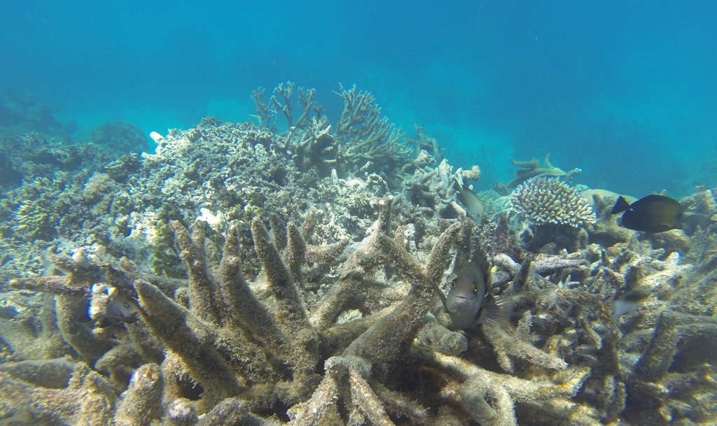 A reef section after a bleaching event. Queensland