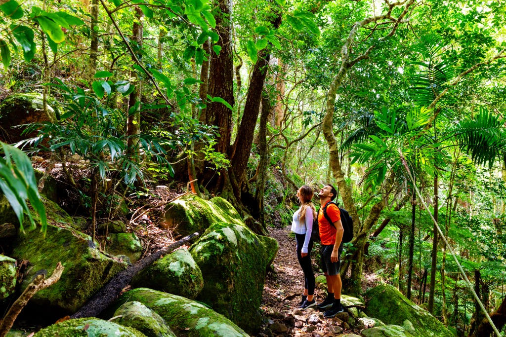 Gondwana rainforests of the Gold Coast Hinterland at Lamington National Park. Queensland