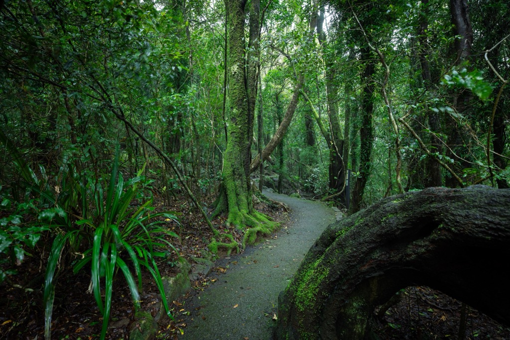 Springbrook National Park. Queensland