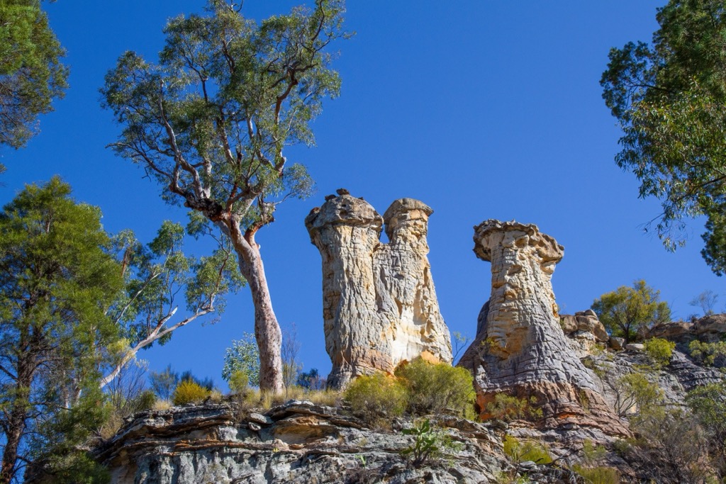 Eucalyptus trees in Carnarvon National Park. Queensland