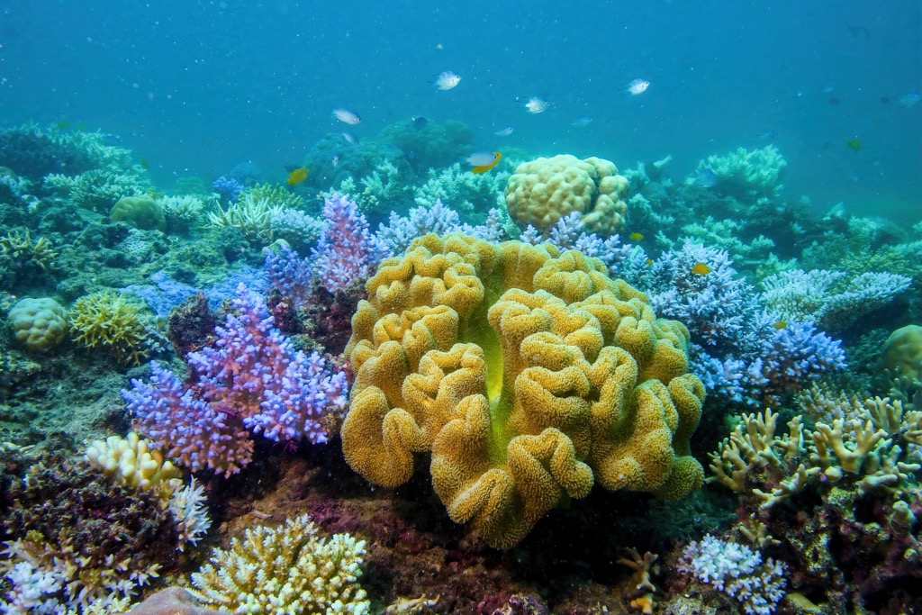 Typical underwater scene in the presence of healthy corals. Queensland