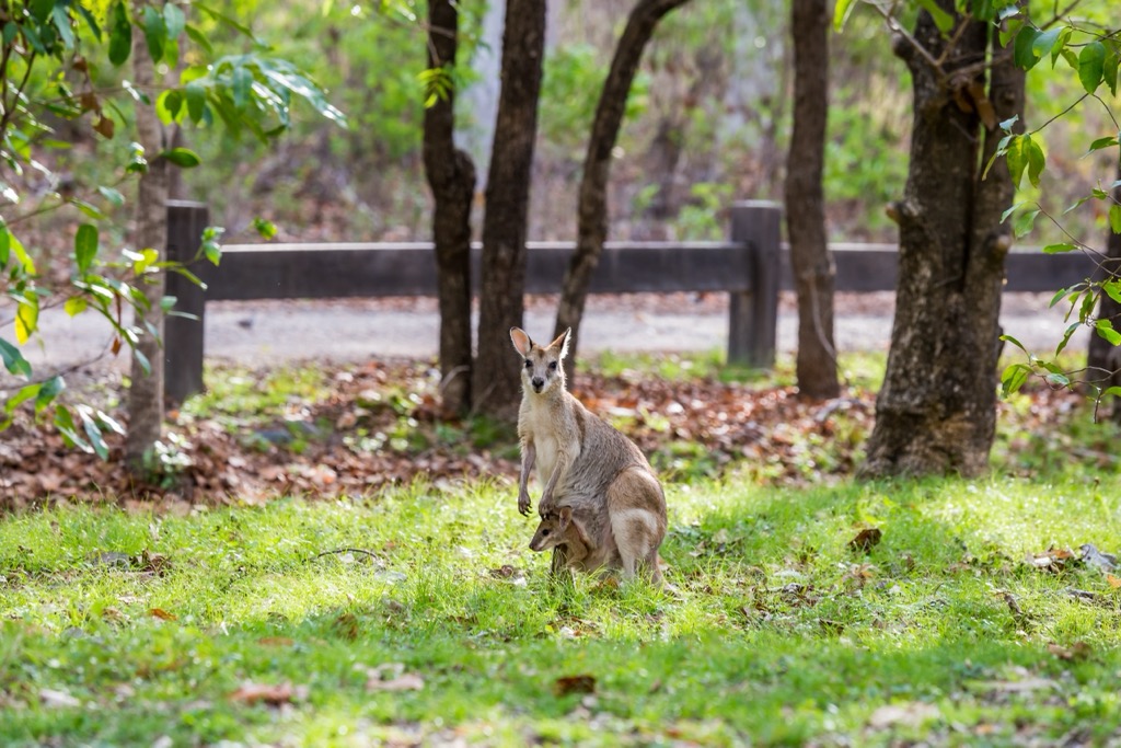 A wallaby with a joey in the pouch. Queensland