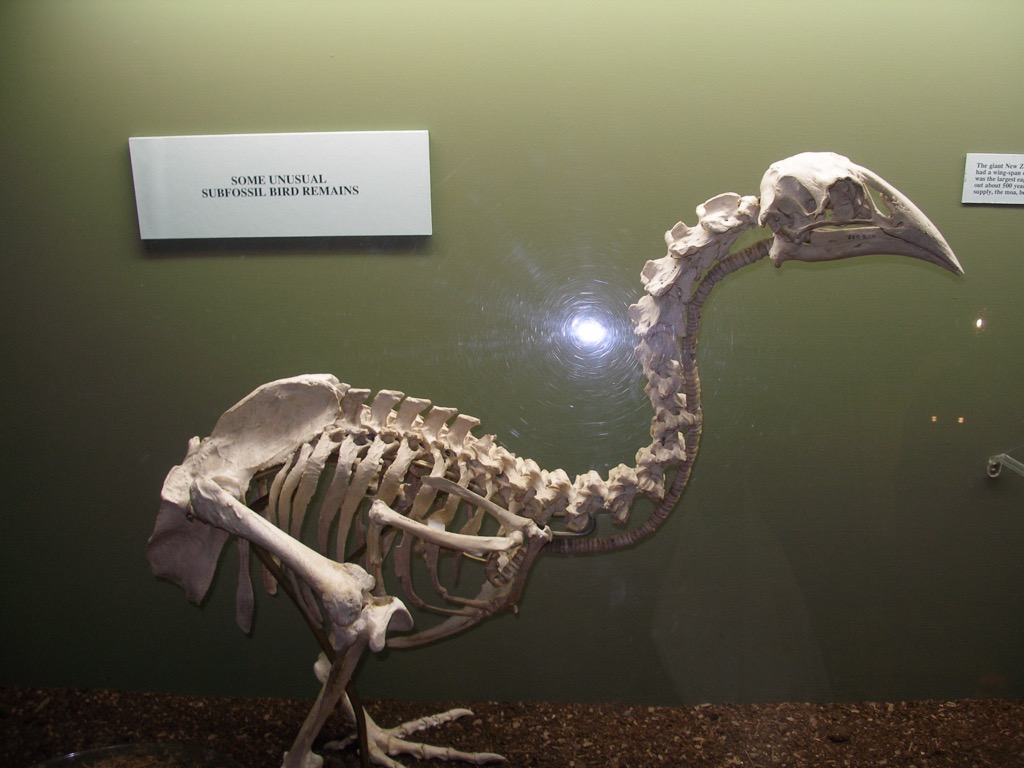 Skeletons, Queenstown-Lakes District