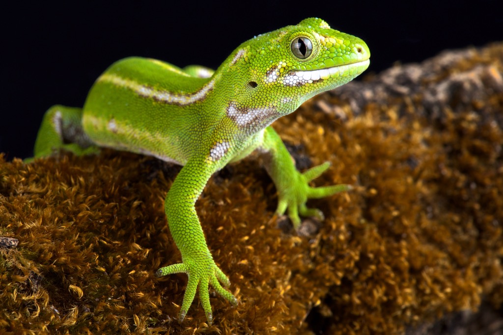 jeweled gecko, Queenstown-Lakes District