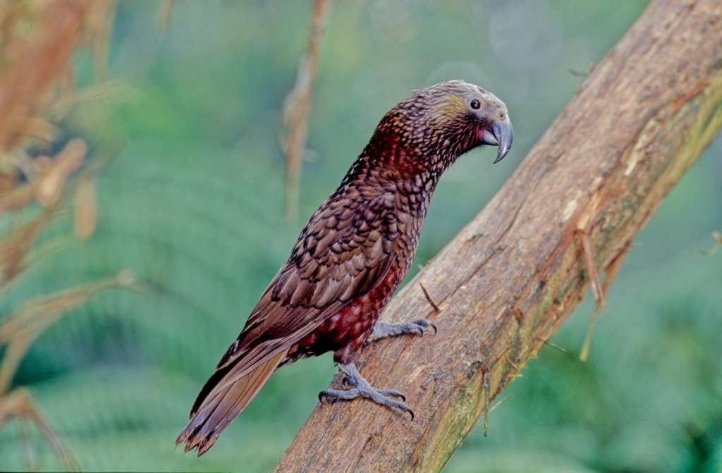 kākā (Nestor meridionalis), Queenstown-Lakes District