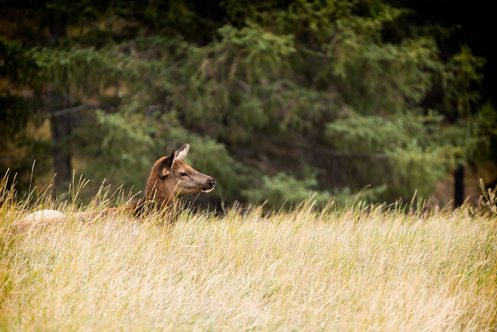 Quinn Range, British Columbia