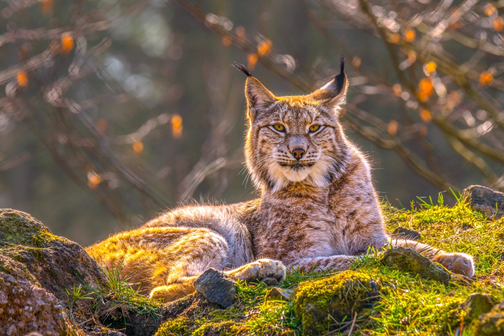 Eurasian lynx are making a comeback across the Swiss Alps. Raetikon