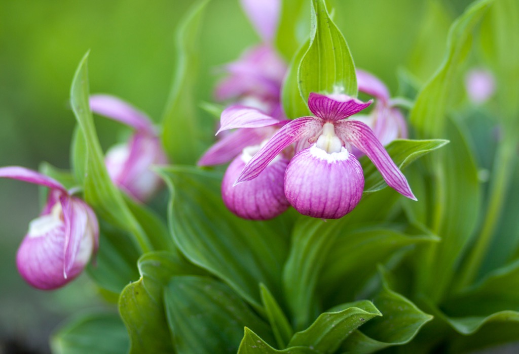 Lady’s slipper orchids are found in the Rätikon’s forests. Raetikon