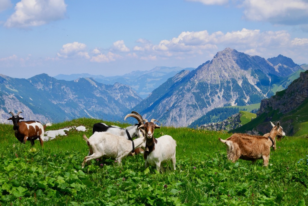 A small herd of goats in the Rätikon, Vorarlberg. Raetikon