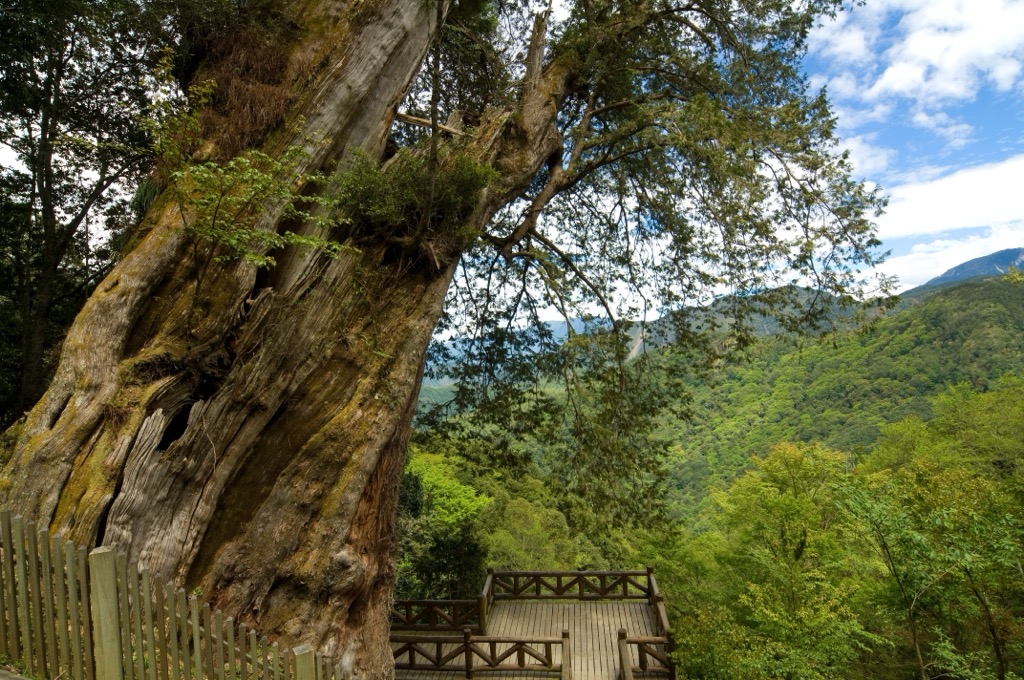 Red cypress tree, Tashan Major Wildlife Habibat, Alishan National Forest,Taiwan