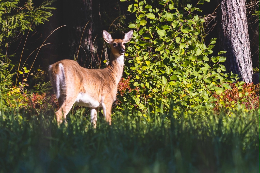 Repovesi National Park, Finland
