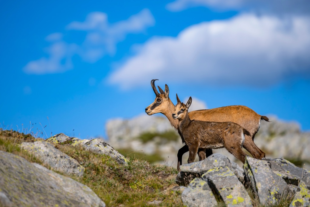 The Balkan chamois. Reserve Vrysochori Iliochori