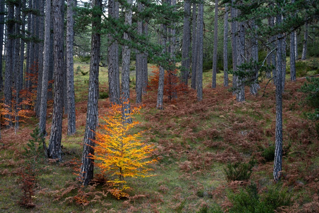 The forests of Pindos National Park in autumn. Reserve Vrysochori Iliochori