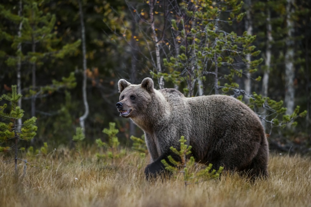 As one of the last remaining wildernesses of Europe, the Retezat Mountains are home to a sizable population of Brown Bears. Retezat National Park