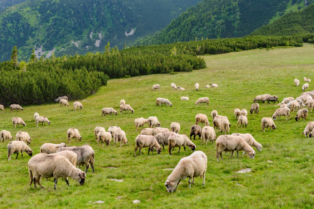 Sheep graze along the alpine pastures of the Retezat Mountains. Retezat National Park