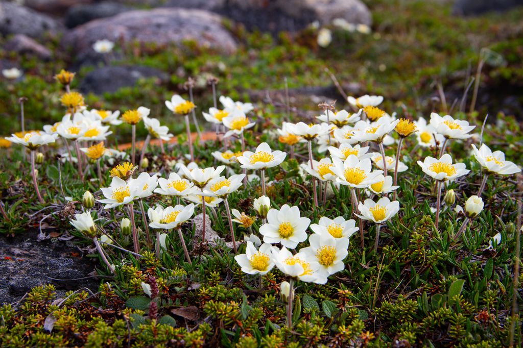 Mountain avens are the National Flower of Iceland. Reykjanesfolkvangur