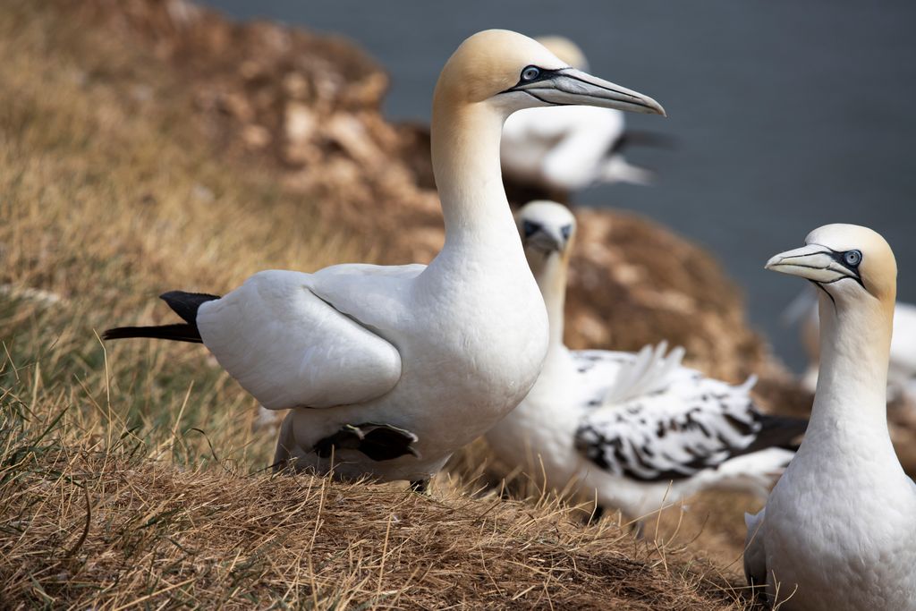 Gannets can dive as deep as 20 m (65 ft) when catching fish. Reykjanesfolkvangur