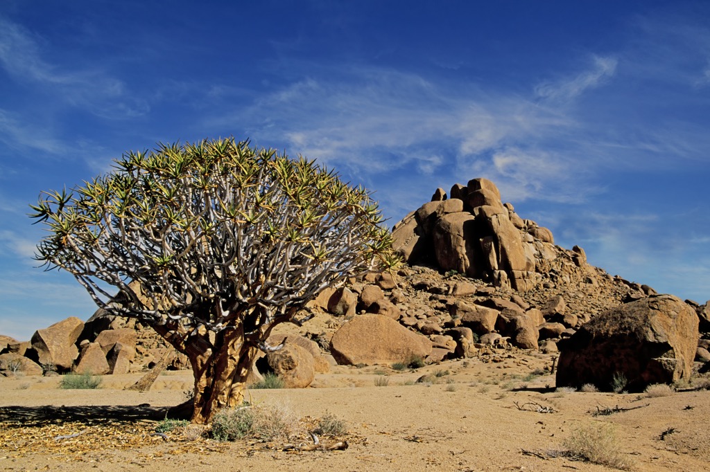 Quiver Tree in the Richtersveld desert. Richtersveld Transfrontier