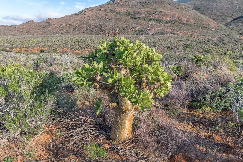 Botterboom trees, another spectacularly unique and endemic tree species of the park. Richtersveld Transfrontier