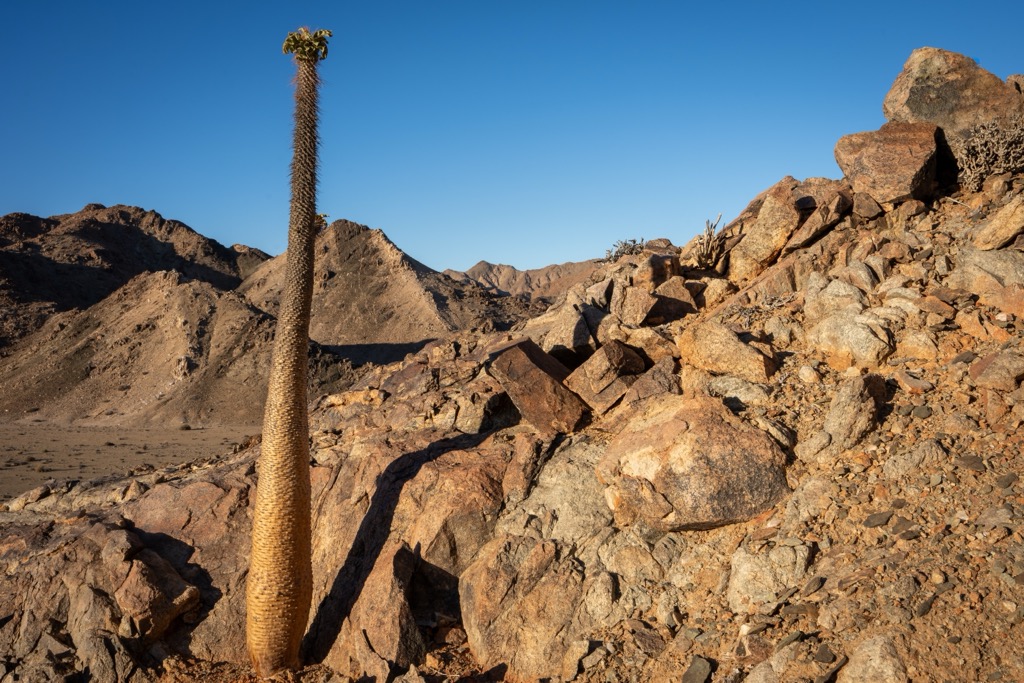 Halfmens, also known as Elephant Trunk, is an endemic park resident. Richtersveld Transfrontier