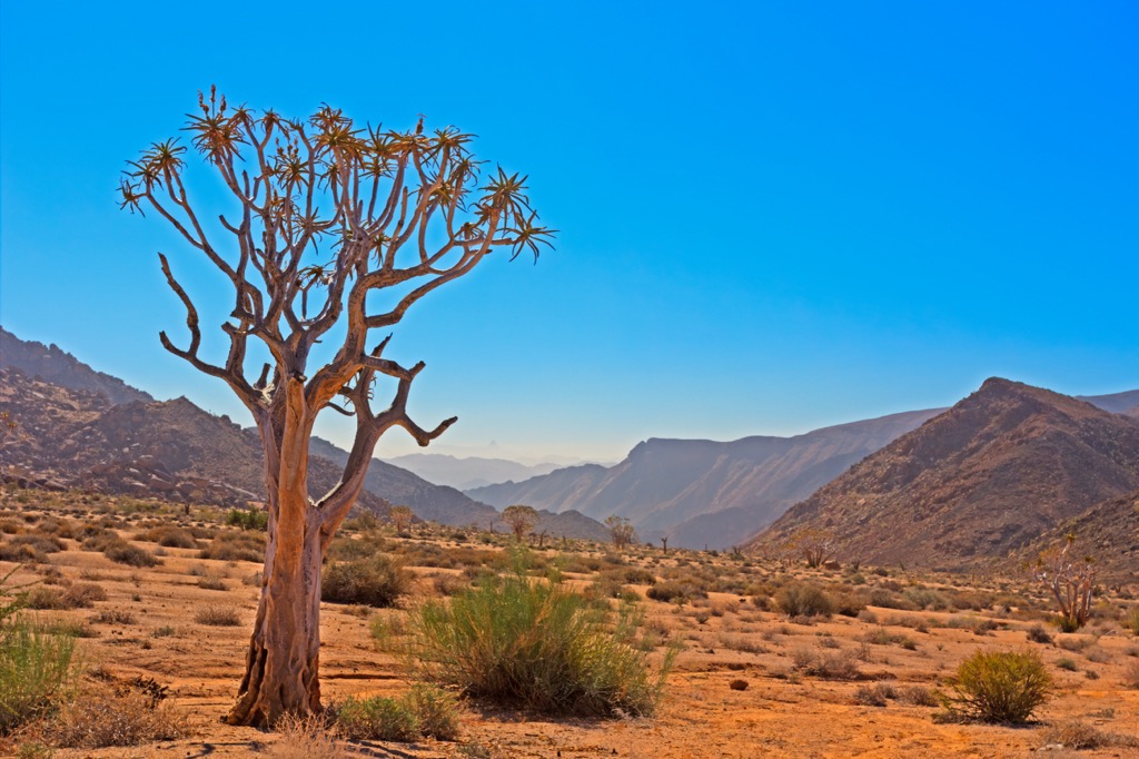 Kokerboom, also known as quiver tree, in an arid valley of the Richtersveld. Richtersveld Transfrontier