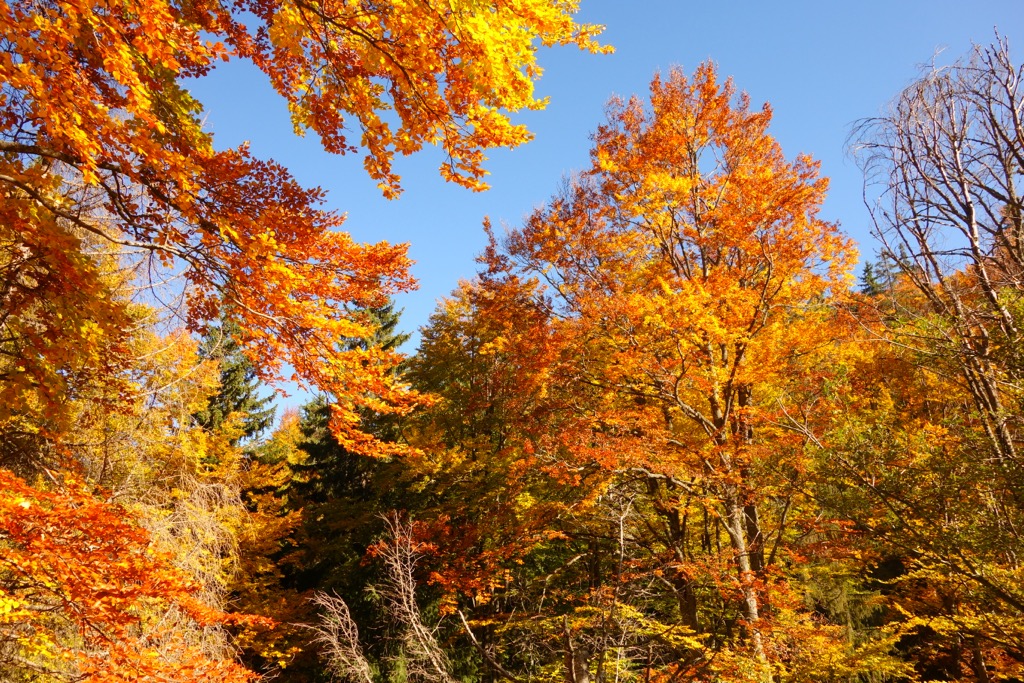 Autumn foliage in the lower valleys of the Rila Mountains. Rila Monastery