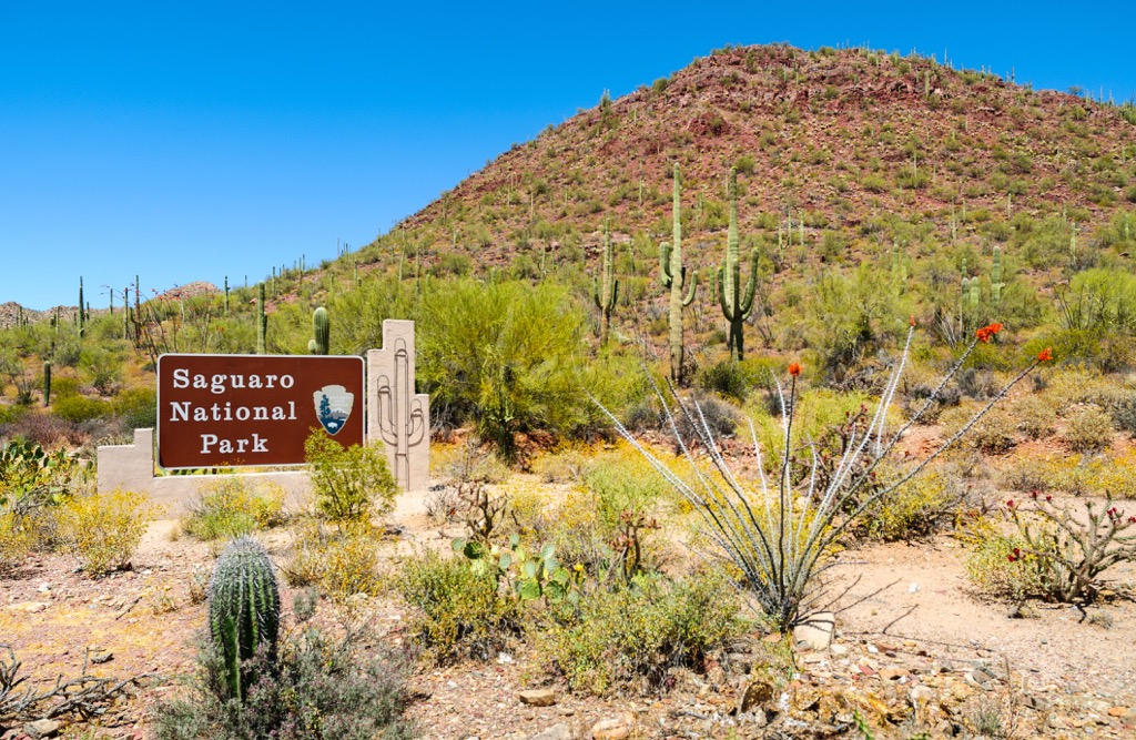 Saguaro National Park, Rincon Mountains, Arizona