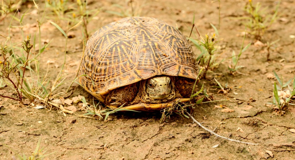 Rincon Mountains, Arizona