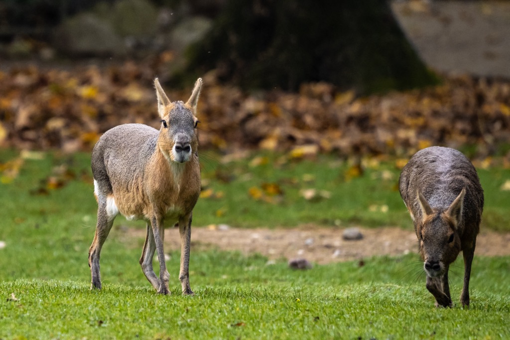 Patagonian Mara, Rio Negro, Argentina