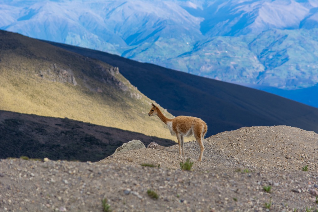 Vicuñas, Rio Negro, Argentina