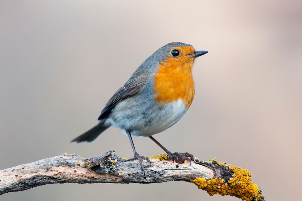 Robin bird, Erithacus rubecula, United Kingdom