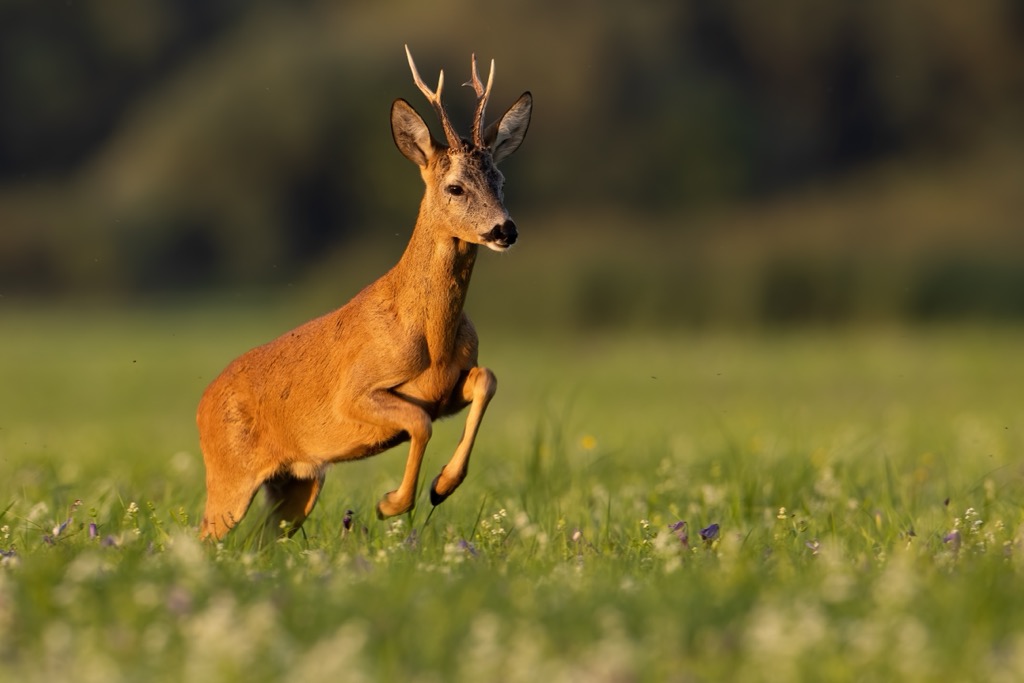 Roe deer, Kozara National Park, Bosnia and Herzegovina