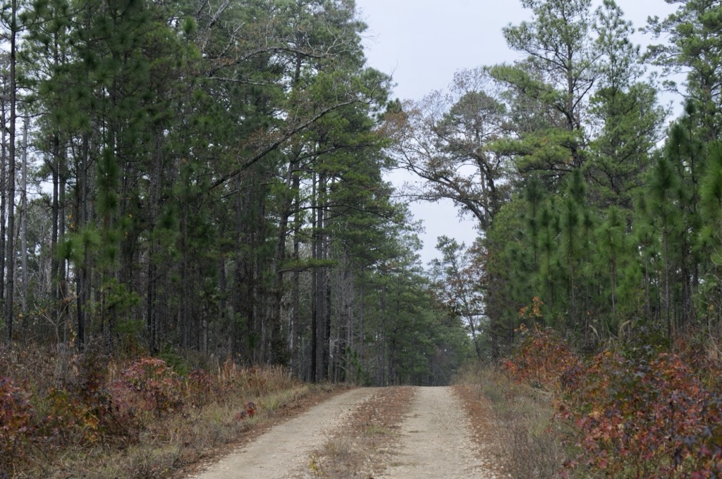 Logging roads criss-cross much of the region’s forests. Sabine National Forest