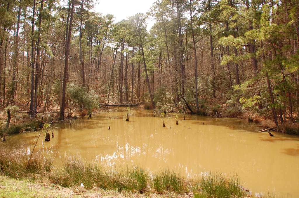 Wetlands in the Indian Mounds Wilderness. Sabine National Forest