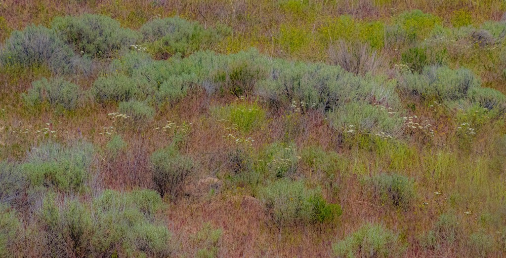 Sagebrush field, Horse Heaven Hills, Washington
