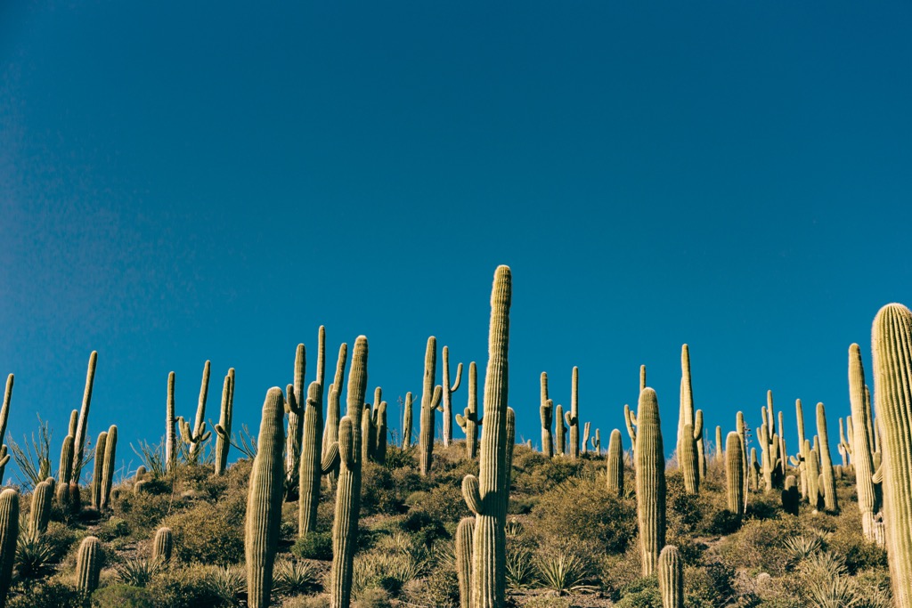 Saguaro forest, Arizona