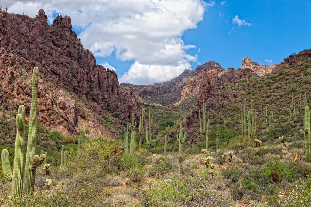 Saguaro cacti, shrubs and grasses, Superstition Mountains, Arizona, USA