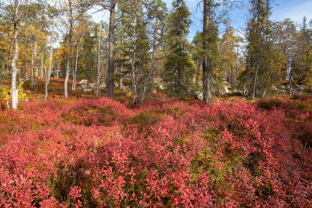Salla National Park, Finland