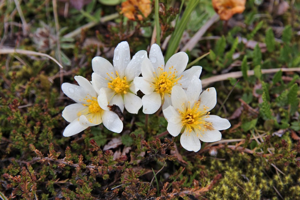 Saltfjellet-Svartisen National Park, Norway