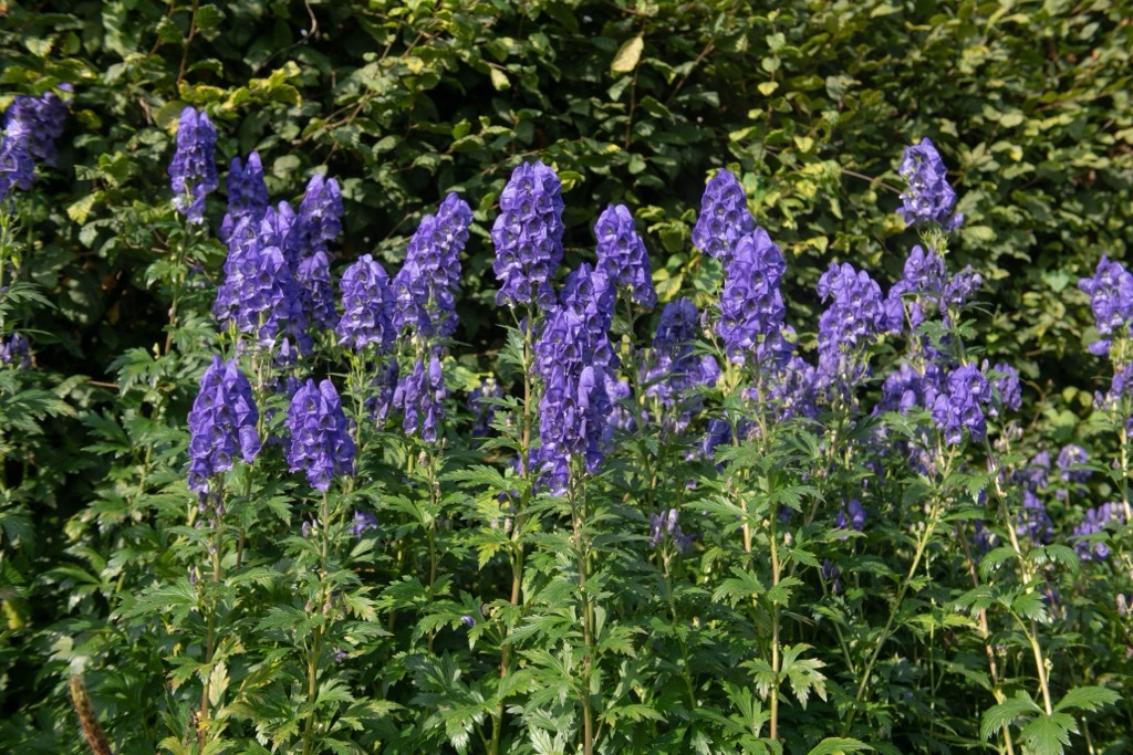 The flowers of the poisonous monkshood are attractive, but it’s best to view them from a distance!. Salzkammergut Upper Austria