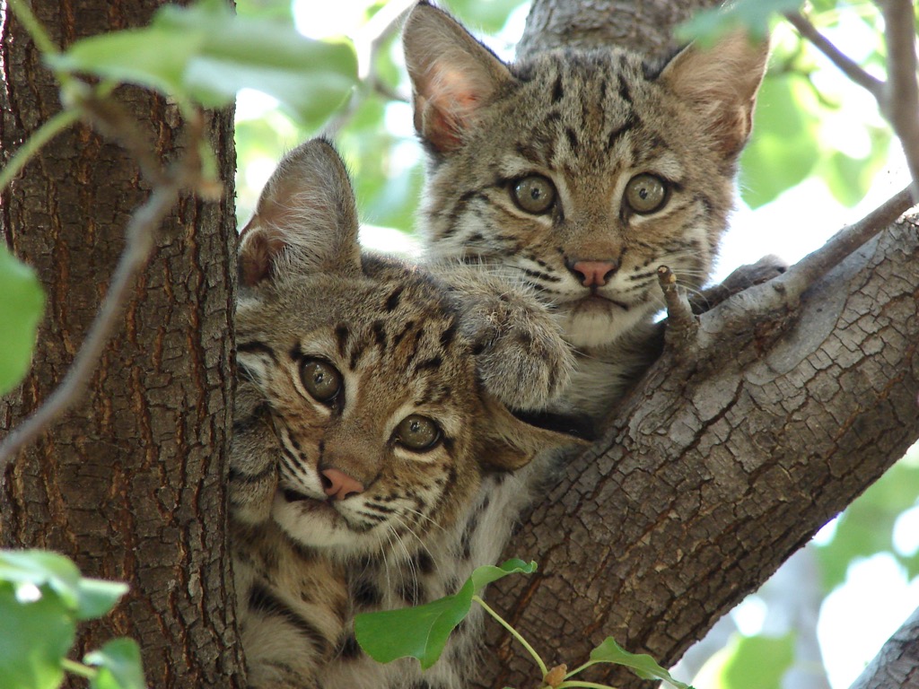 Bobcat kittens photographed in the forests of Texas. Sam Houston Forest