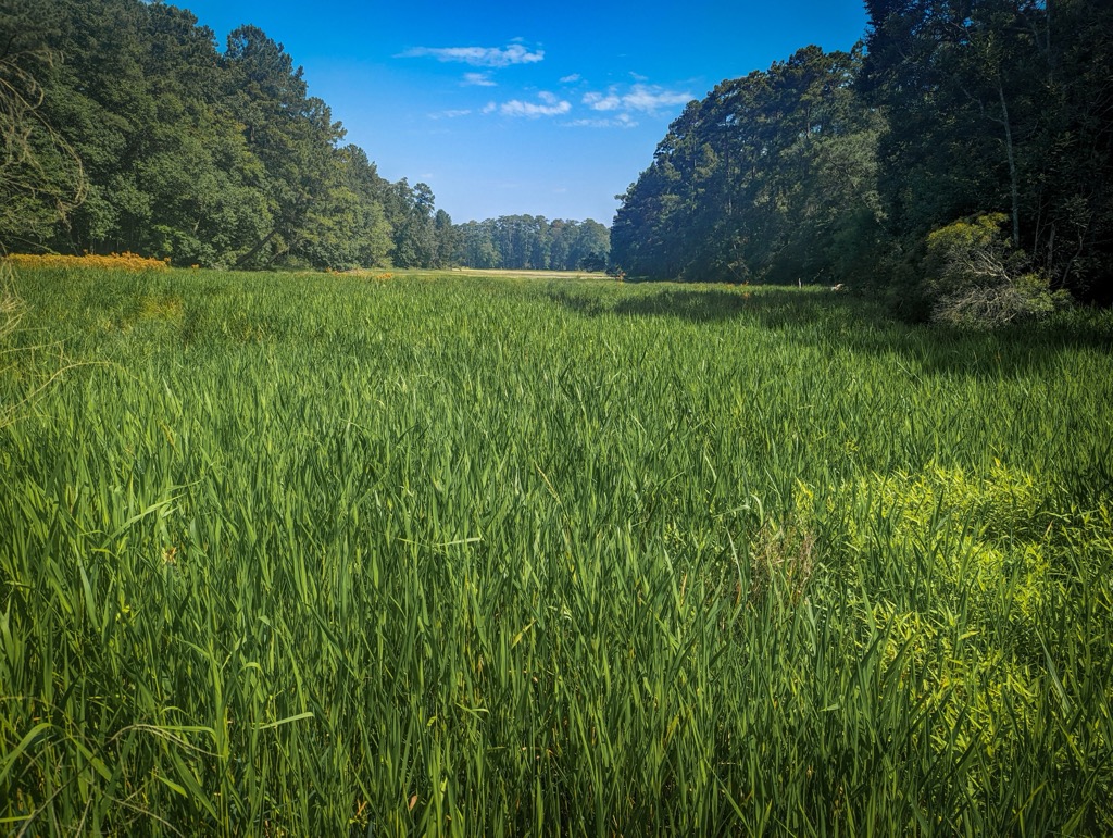 Wetlands in the Sam Houston National Forest. Sam Houston Forest