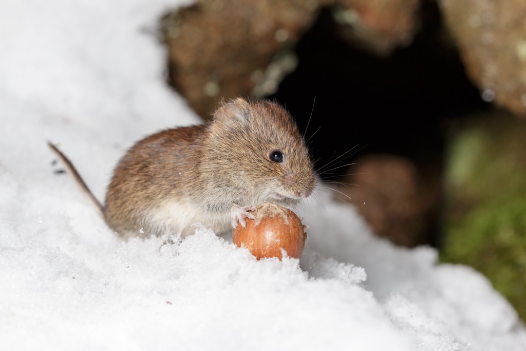 Snow voles can live at up to 4,000 m (13,123 ft) in elevation. Samnaun Alps