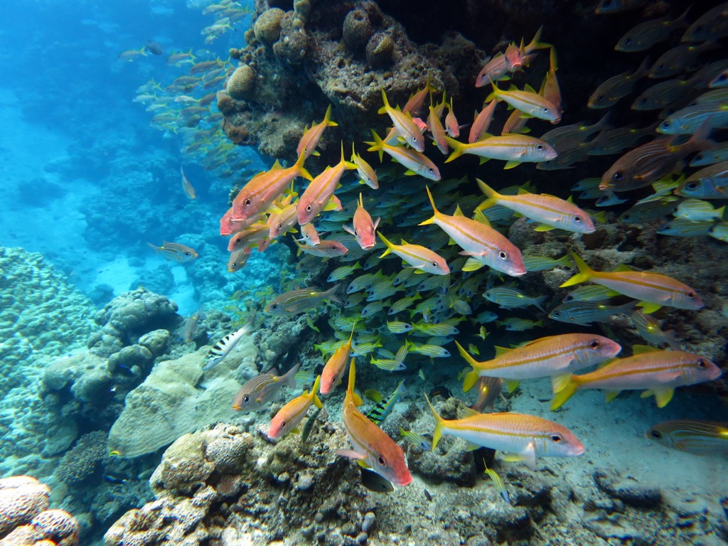 coral fish, Samoa