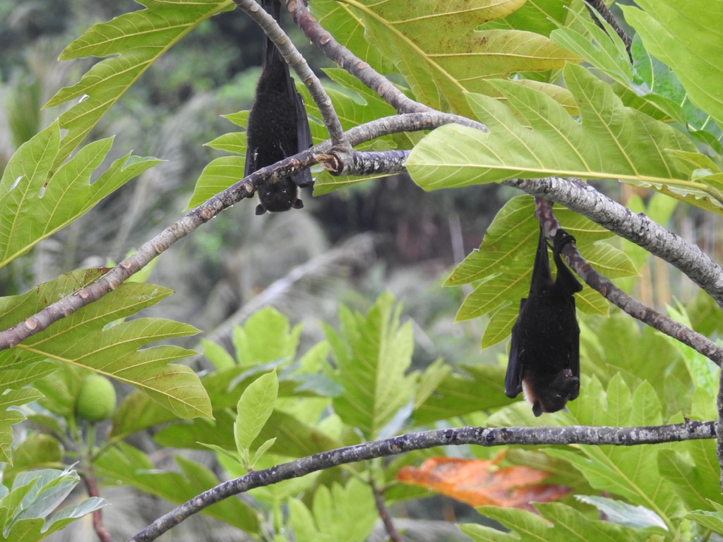 flying foxes, Samoa